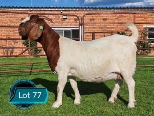 WITHDRAWN - 1 X BOER GOAT FLOCK PREGNANT DOE Lukas Burger Boerbok Stoet