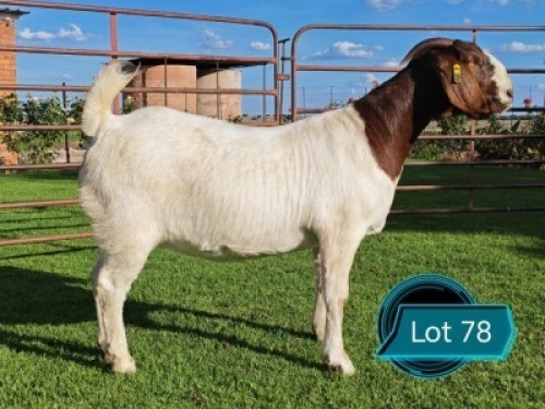 1 X BOER GOAT STUD DOE Lukas Burger Boerbok Stoet