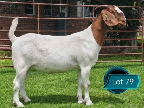 1 X BOER GOAT FLOCK ON TEAT PREGNANT DOE Lukas Burger Boerbok Stoet