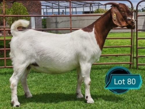1 X BOER GOAT FLOCK ON COLOUR AND TEAT PREGNANT DOE Lukas Burger Boerbok Stoet