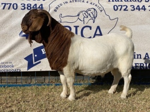 1 X BOERBOK RAM KARSTEN BOERBOKKE - KUDDE/SPEEN