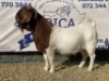 1 X BOERBOK RAM KARSTEN BOERBOKKE - KUDDE/SPEEN