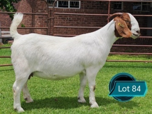 1 X BOER GOAT FLOCK ON TEAT PREGNANT DOE Lukas Burger Boerbok Stoet