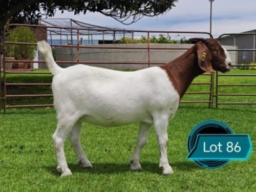1 X BOER GOAT FLOCK DOE Lukas Burger Boerbok Stoet