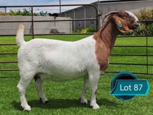 1 X BOER GOAT STUD DOE Lukas Burger Boerbok Stoet
