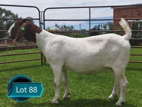 1 X BOER GOAT FLOCK ON COLOUR DOE Lukas Burger Boerbok Stoet