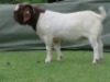 1 X BOER GOAT FLOCK BUCK Shongololo Boerbok Stoet 1563 - 2