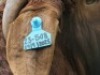 1 X BOER GOAT FLOCK BUCK Shongololo Boerbok Stoet 1563 - 3