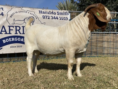 1 X BOERBOK RAM KARSTEN BOERBOKKE - POTENSIEEL STOET