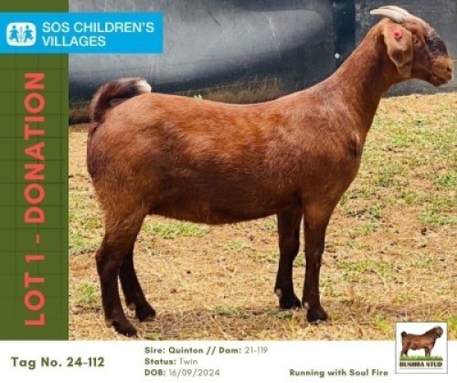 1 X KALAHARI RED DOE Bushra Stud