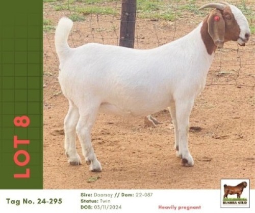 1 X BOER GOAT DOE Bushra Stud