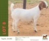 1 X BOER GOAT DOE Bushra Stud