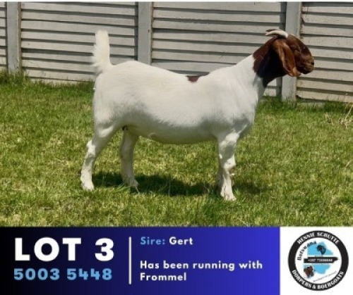 1 X BOER GOAT DOE Hennie Schutte Dorpers & Boer Goats