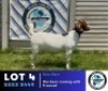 1 X BOER GOAT DOE Hennie Schutte Dorpers & Boer Goats