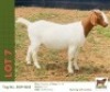 1 X BOER GOAT DOE Bushra Stud