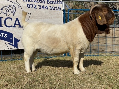 1 X BOERBOK RAM KARSTEN BOERBOKKE - KUDDE/SPEEN