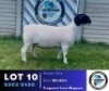 1 X BLACK HEAD DORPER EWE Hennie Schutte Dorpers & Boer Goats
