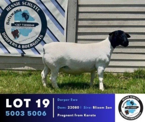1 X BLACK HEAD DORPER EWE Hennie Schutte Dorpers & Boer Goats