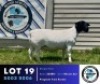 1 X BLACK HEAD DORPER EWE Hennie Schutte Dorpers & Boer Goats
