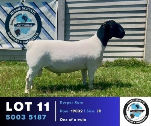 1 X BLACK HEAD DORPER RAM Hennie Schutte Dorpers & Boer Goats