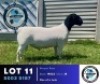 1 X BLACK HEAD DORPER RAM Hennie Schutte Dorpers & Boer Goats