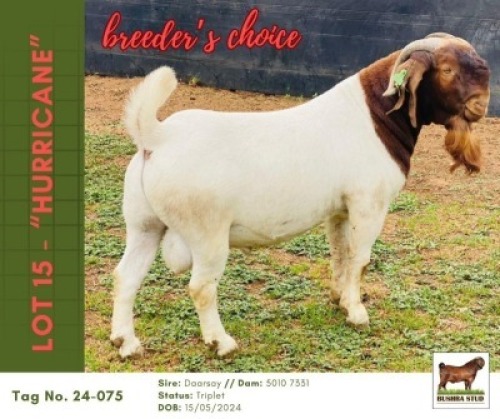 1 X BOER GOAT BUCK Bushra Stud