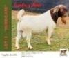 1 X BOER GOAT BUCK Bushra Stud