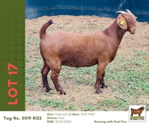 1 X KALAHARI RED DOE Bushra Stud