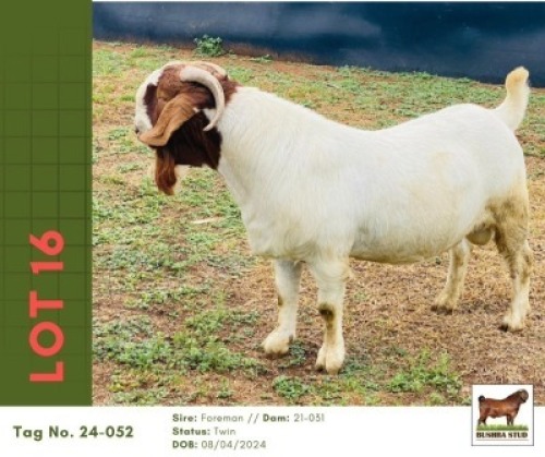 1 X BOER GOAT BUCK Bushra Stud