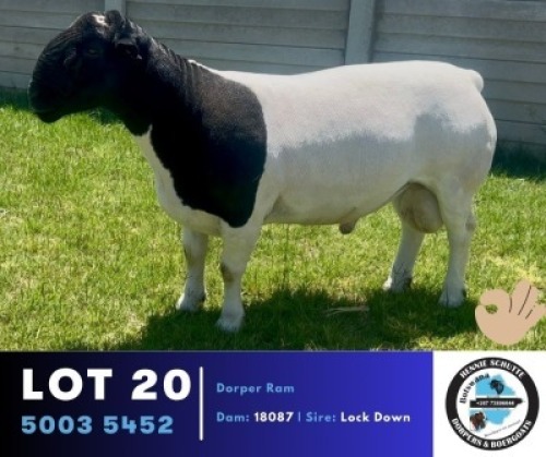 1 X BLACK HEAD DORPER RAM Hennie Schutte Dorpers & Boer Goats