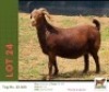 1 X KALAHARI RED DOE Bushra Stud