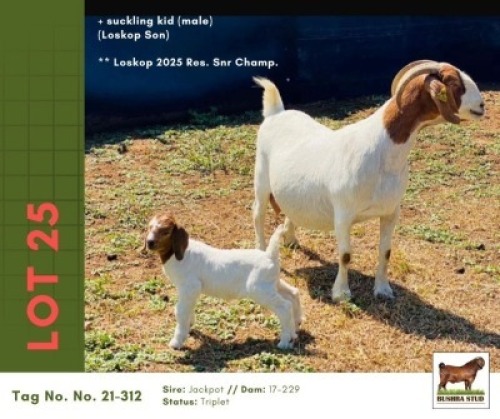 1+1 X BOER GOAT DOE & KID Bushra Stud