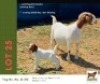 1+1 X BOER GOAT DOE & KID Bushra Stud
