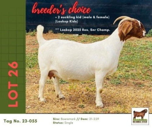 1 X BOER GOAT DOE Bushra Stud