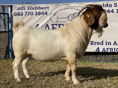 1 X BOERBOK RAM KARSTEN BOERBOKKE - STOET