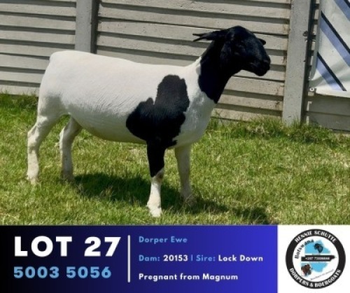 1 X BLACK HEAD DORPER EWE Hennie Schutte Dorpers & Boer Goats