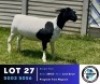 1 X BLACK HEAD DORPER EWE Hennie Schutte Dorpers & Boer Goats