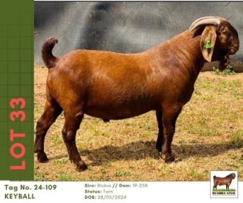 1 X KALAHARI RED BUCK Bushra Stud