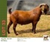 1 X KALAHARI RED BUCK Bushra Stud