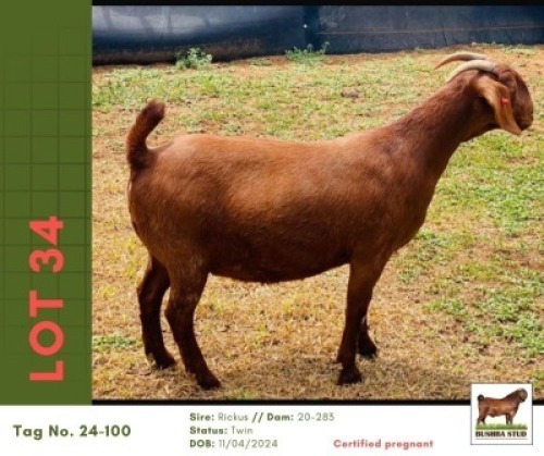 1 X KALAHARI RED DOE Bushra Stud