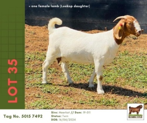 1 X BOER GOAT DOE Bushra Stud