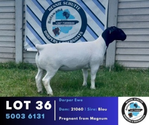 1 X BLACK HEAD DORPER EWE Hennie Schutte Dorpers & Boer Goats