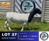 1 X BLACK HEAD DORPER EWE Hennie Schutte Dorpers & Boer Goats