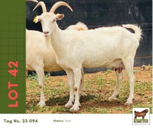 1 X SANNEN DOE Bushra Stud