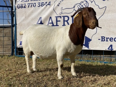 1 X BOERBOK OOI/EWE KARSTEN BOERBOKKE - STOET