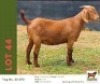 1 X KALAHARI RED DOE Bushra Stud