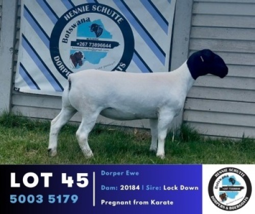 1 X BLACK HEAD DORPER EWE Hennie Schutte Dorpers & Boer Goats