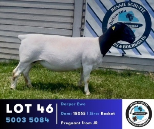 1 X BLACK HEAD DORPER EWE Hennie Schutte Dorpers & Boer Goats