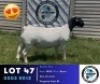 1 X BLACK HEAD DORPER EWE Hennie Schutte Dorpers & Boer Goats