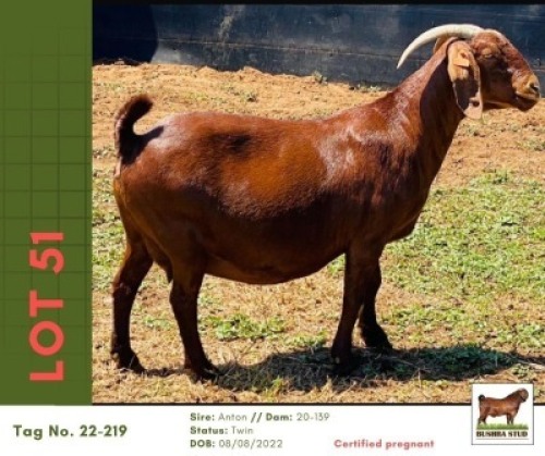 1 X KALAHARI RED DOE Bushra Stud